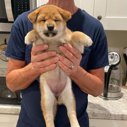 Girl 3 - Red female Shiba Inu puppy in Milton, Florida from Moonlight Shibas