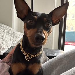 Momo - Miniature Pinscher