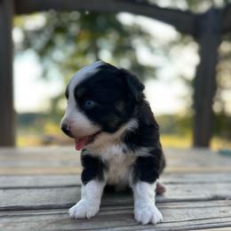 Bear - Black tri male Miniature Australian Shepherd puppy in Doddridge, Arkansas from Huddleston Farm