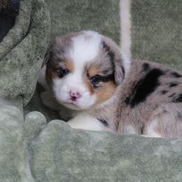 Boy 3 - Blue merle and white male American Corgi puppy in Scio, Oregon from Abundant Joy Corgis