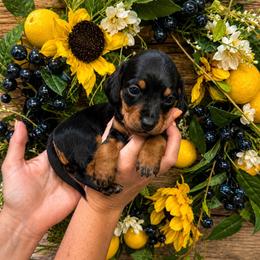 Blackberry - Black and tan male Dachshund puppy in Waco, Georgia from Huff Family Doxies & Doodles