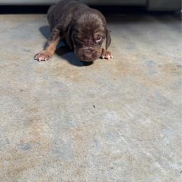 Boy 3 big white spot - Liver and tan male Bloodhound puppy in Tahlequah, Oklahoma from HNH Hounds