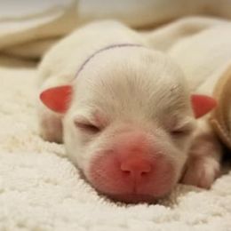 Coton de Tulear Puppies from Classy Cotons