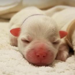 Coton de Tulear Puppies from Classy Cotons