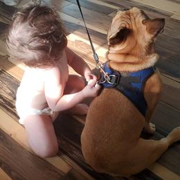 French Bulldog Puppies from Jessicah's Frenchies Howell Michigan