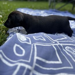 Little girl - Black female Dachshund puppy in Fairfax, Vermont from Wiener world