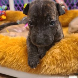 Vietnamese Phu Quoc Ridgeback Puppies from Vietnamese Phu Quoc Ridgeback Dogs of Southern California