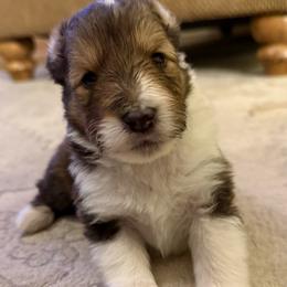Cyrus - Sable and white male Shetland Sheepdog puppy in Tulsa, Oklahoma from September Morning Shelties