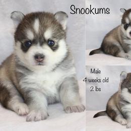 Snookums - Gray and white male Pomsky puppy in Denham Springs, Louisiana from Bayouland Pomskies