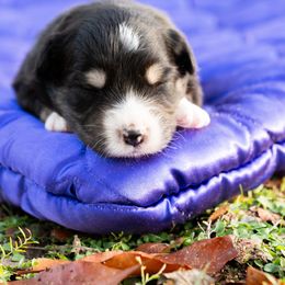 Asiago - Black tri male Miniature American Shepherd puppy in Groesbeck, Texas from Empire Miniature American Shepherds