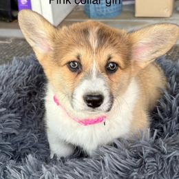 Pink Collar girl - Red female Pembroke Welsh Corgi puppy in Fredericksburg, Texas from Hill Country Corgis