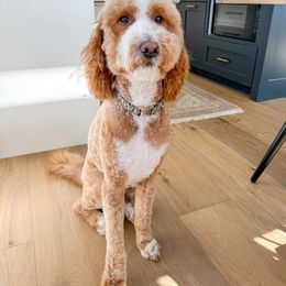 Coco - Goldendoodle