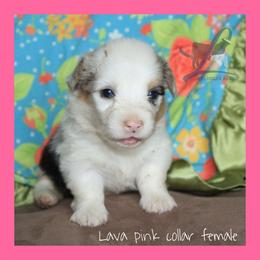 Pink Female - Blue female Pembroke Welsh Corgi puppy in Wayne City, Illinois from Lash Livestock & Corgis