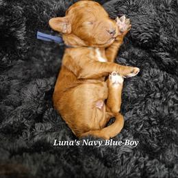 Navy Blue Boy - Red male Labradoodle puppy in Payson, Utah from Utah County Labradoodles