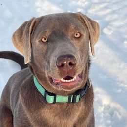 Dilute Retriever and Labrador Retriever Puppies from SmoKy Hills Labradors