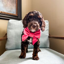 Ivy - Chocolate female Australian Labradoodle puppy in Orlando, Florida from Delano Australian Labradoodles