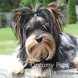 Storm - Biewer Terrier