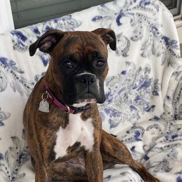 Coco - Boxer