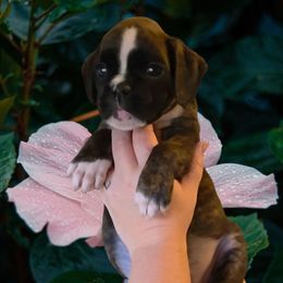 Baby blue brindle girl 3 - Brindle female Boxer puppy in Red Boiling Springs, Tennessee from Silver Rain