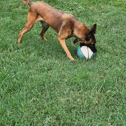 Madusa - Belgian Malinois