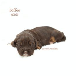 Toffee - Chocolate female Australian Labradoodle puppy in Hurricane, Utah from Red Desert Doodles