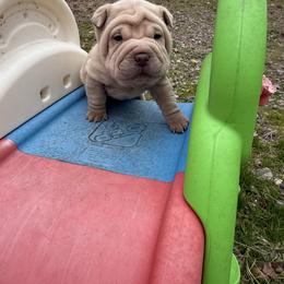 Holly - Cream female Chinese Shar-Pei puppy in North Carolina from Amy Mahaffey's Chinese Shar-Pei