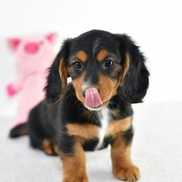 Tendi - Black and tan female Dachshund puppy in Austin, Texas from Glorious Minis