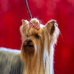 Miniature American Shepherd and Yorkshire Terrier Puppies from Sierra Vu Minis