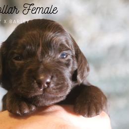 Girl 2 - Liver female Boykin Spaniel puppy in Capron, Virginia from Triple Creek Kennel