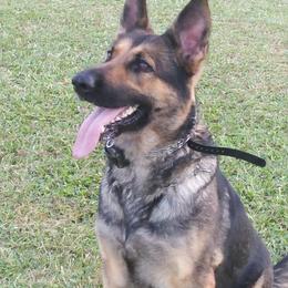 German Shepherd All Grown Up from Rathbone Kennels