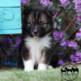Mica - male Nenets Herding Laika puppy in Manns Choice, Pennsylvania from Mystic Winds Nenets Laikas