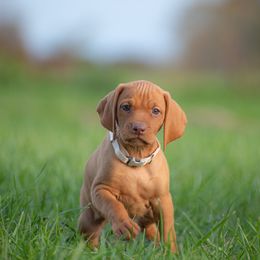 German Shorthaired Pointer and Vizsla Puppies from Nosam Kennels