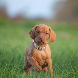 German Shorthaired Pointer and Vizsla Puppies from Nosam Kennels