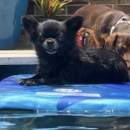 Mindy - Chihuahua
