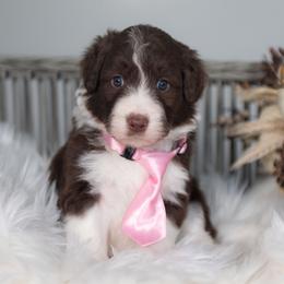 Fable - White and red female Bordoodle puppy in Conway, Missouri from 2J 2K Bordoodles