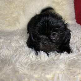 Boy 1 - Black male Shih Tzu puppy in Zeigler, Illinois from Dandy Little  Shih Tzu, Shih Poo's and Toy Poodles