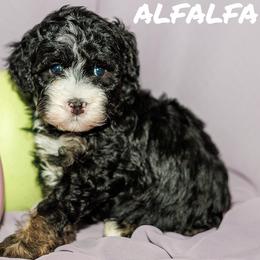 Alfalfa - Tri-color male Bernedoodle puppy in Gilbert, Arizona from Safe Havynn Doodles