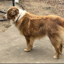 Bandit - Miniature Australian Shepherd