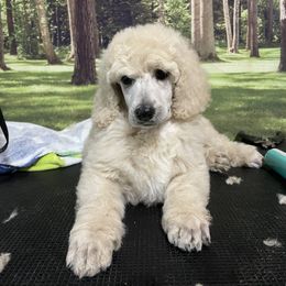 Faith - Apricot Poodle puppy in Barry, Texas from Hightopp Standard Poodles