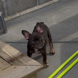 Nugget - Blue male French Bulldog puppy in Jefferson City, Missouri from Central Frenchie Haven