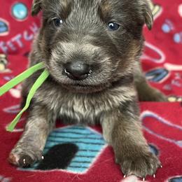 Green collar - Blue female German Shepherd puppy in Allentown, Pennsylvania from VMH Shepherds