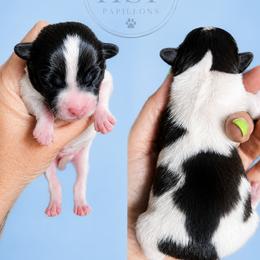 Papillon puppies from HSF Papillons