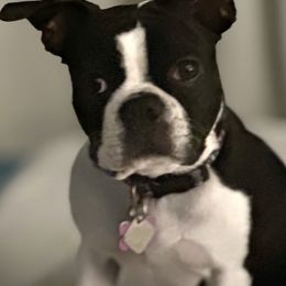 Boston Terriers from Wheelers Dash Dog Boston Terriers