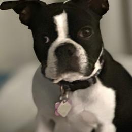 Boston Terriers from Wheelers Dash Dog Boston Terriers