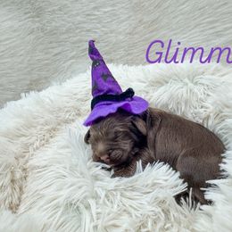 Glimmer - Chocolate female Australian Labradoodle puppy in Redding, California from Shasta Royal Monroe Puppies
