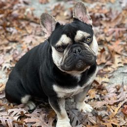 French Bulldogs from J’Adorabullz Premium French Bulldogs