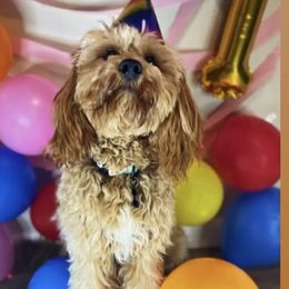 Kalani - Cavapoo