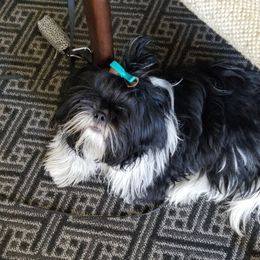 Shih Tzu All Grown Up from Jamie Serigny's Shih Tzus
