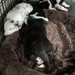 Border Collie Puppies from Roaring River Border Collies