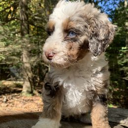 Cody - Chocolate merle male Bernedoodle puppy in New Ringgold, Pennsylvania from Hawk Mountain Doodles